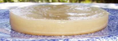 couche kombucha